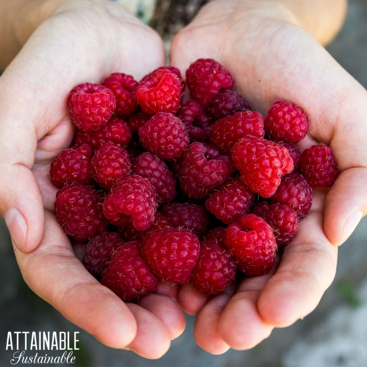 Hands holding a pile of dark red ripe raspberries.