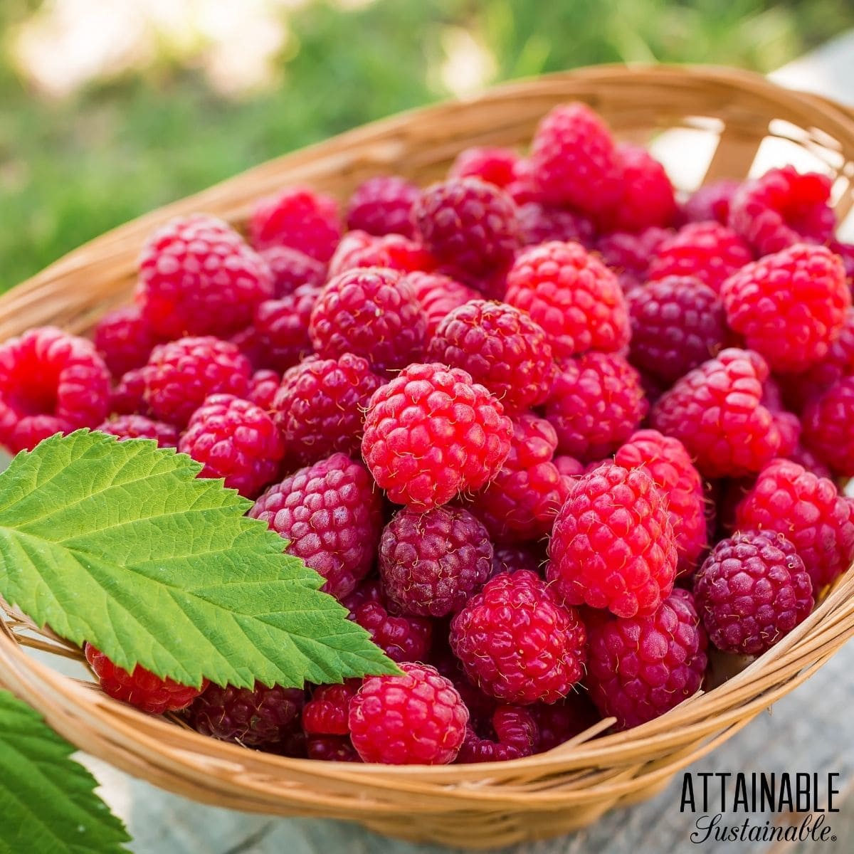 Picked ripe raspberries in a basket. 