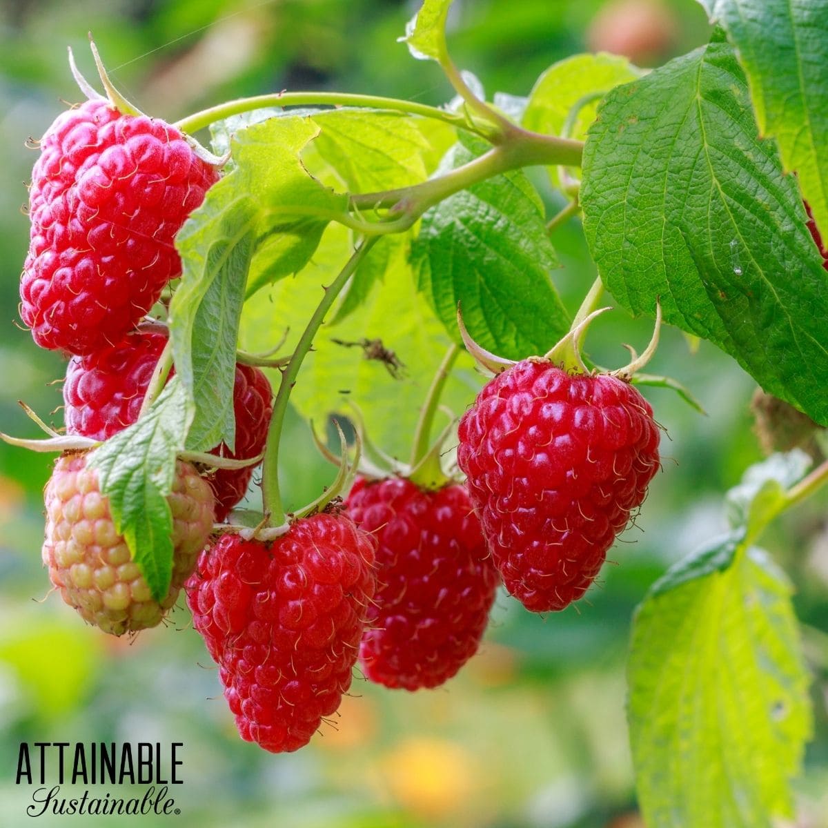 Large red raspberries growing on a bramble. 