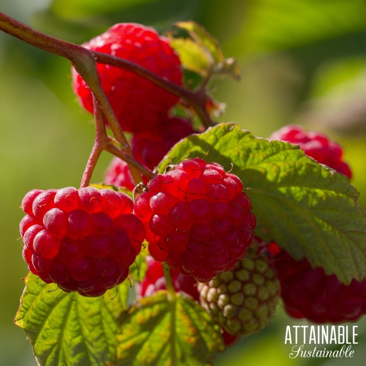 Ripe raspberries on a bramble growing in the sun. 