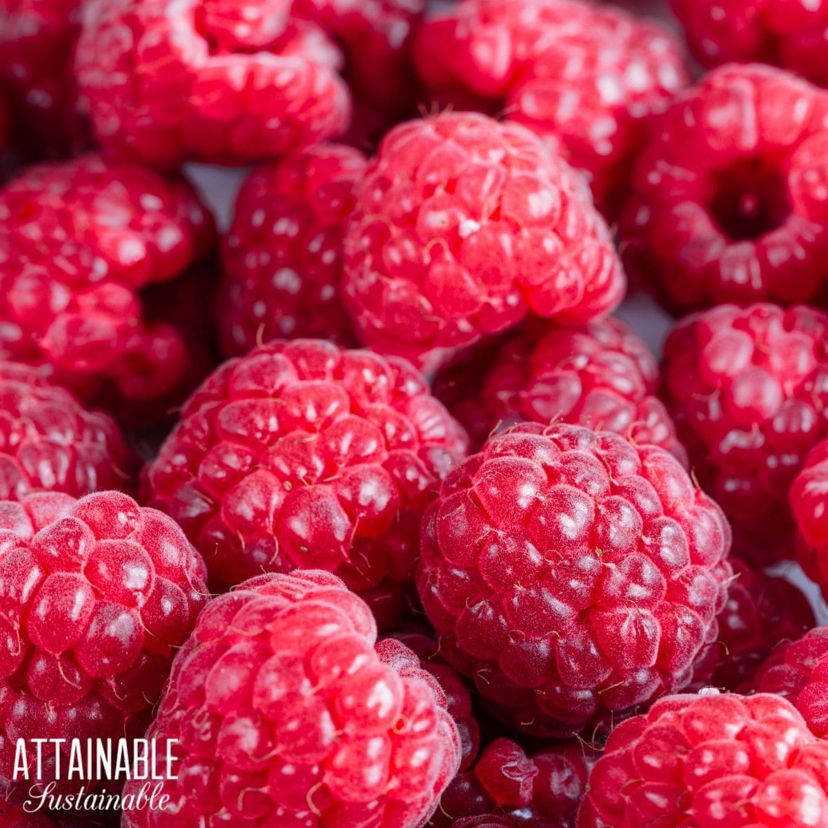 Close up of a bunch ripe red raspberries. 