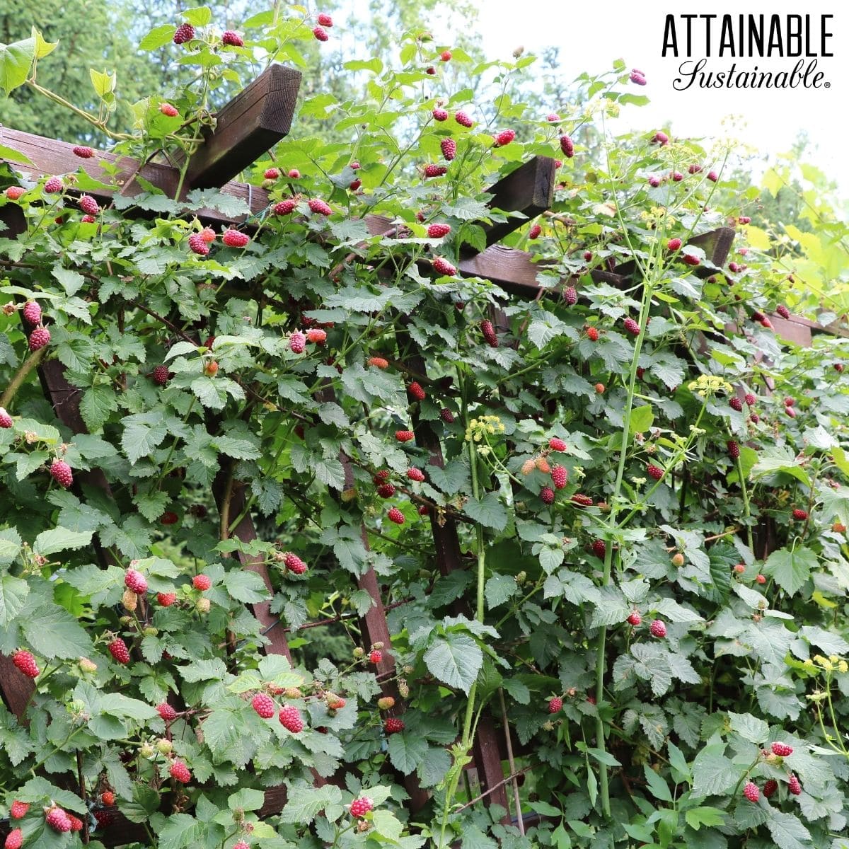 Raspberry brambles growing along a trellis. 