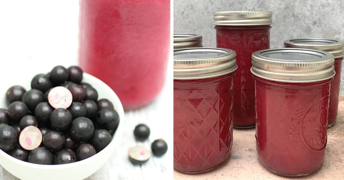 Jaboticaba Jam Without Seeds Attainable Sustainable®