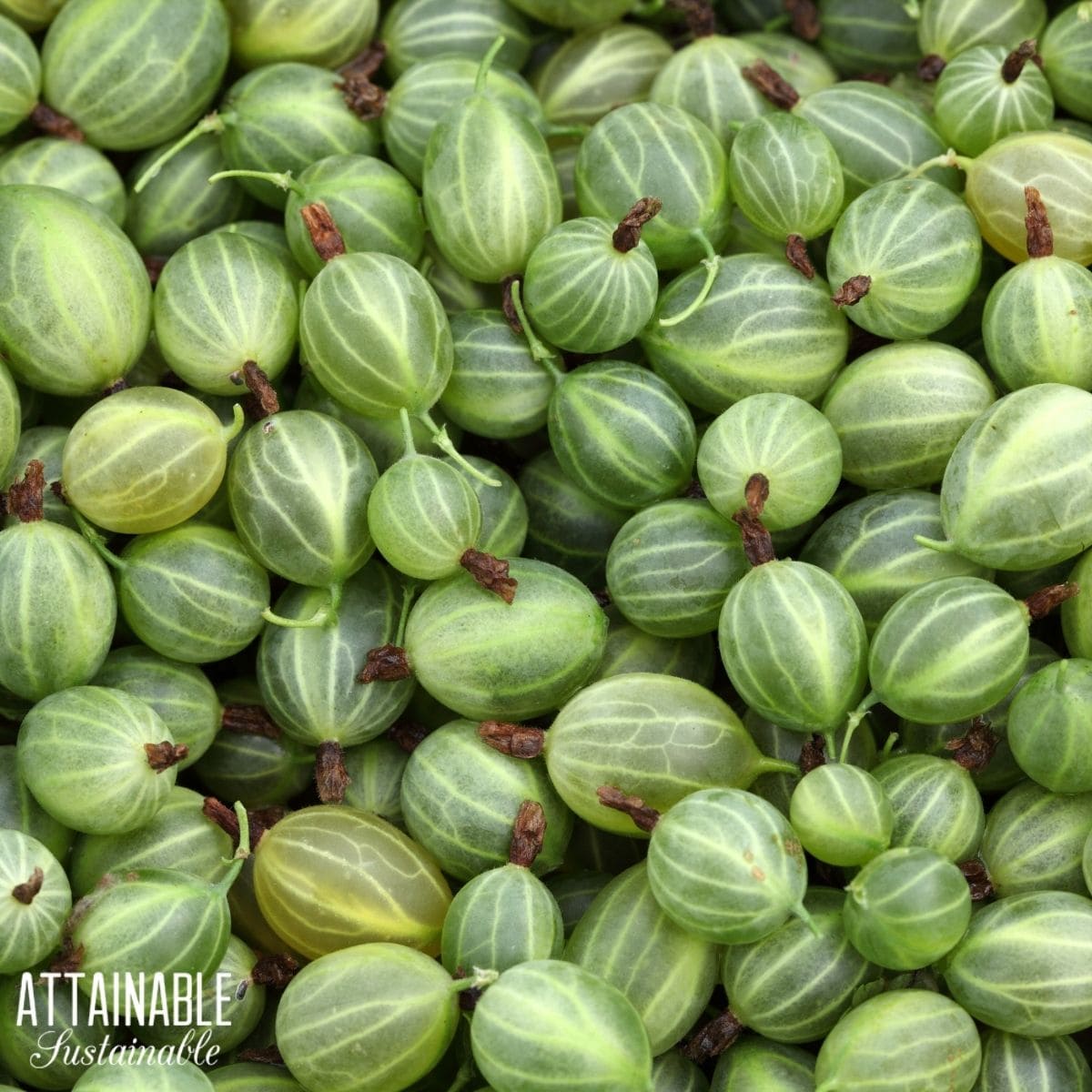 A close up of a pile of ripe green gooseberries. 