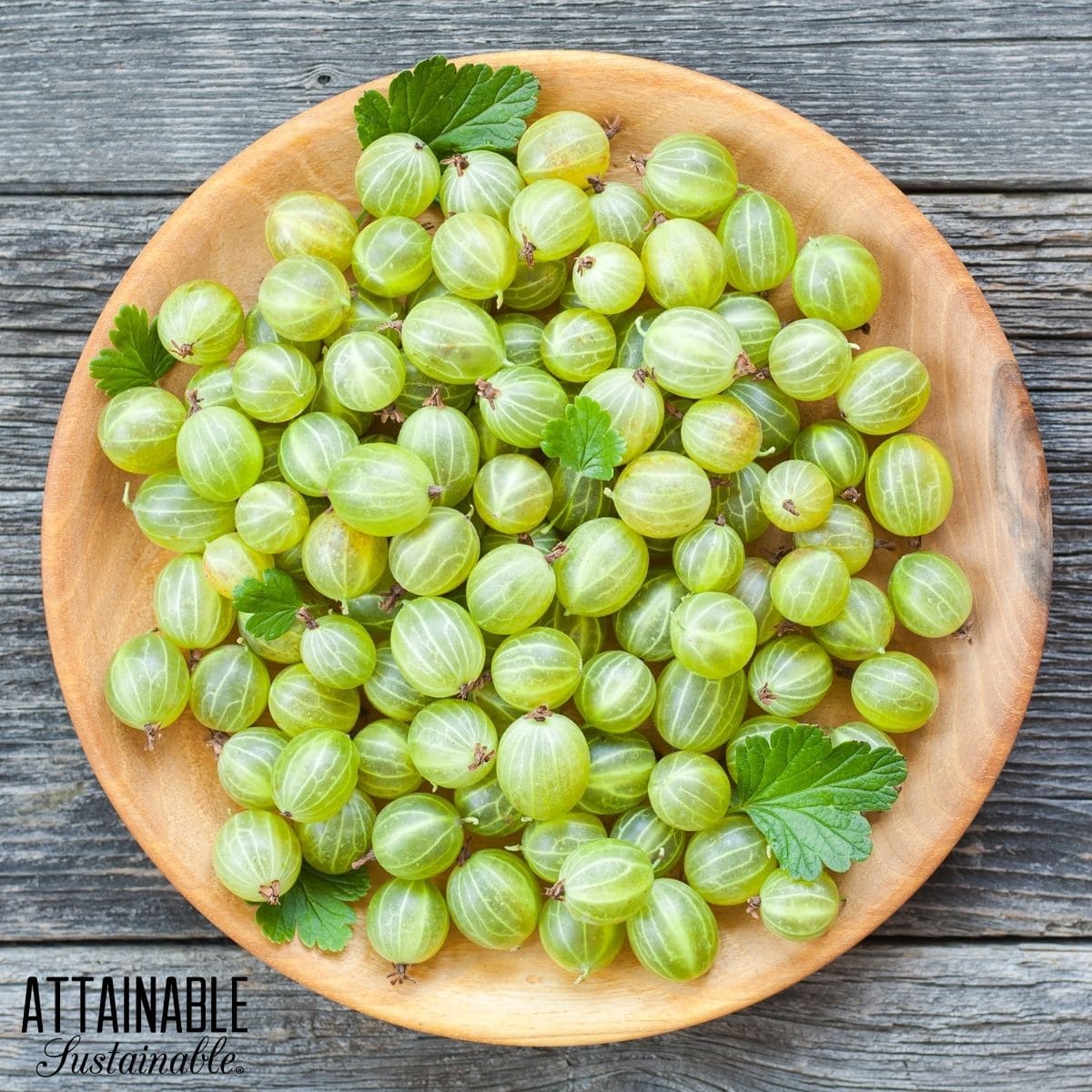 A bowl of fresh harvested green gooseberries.