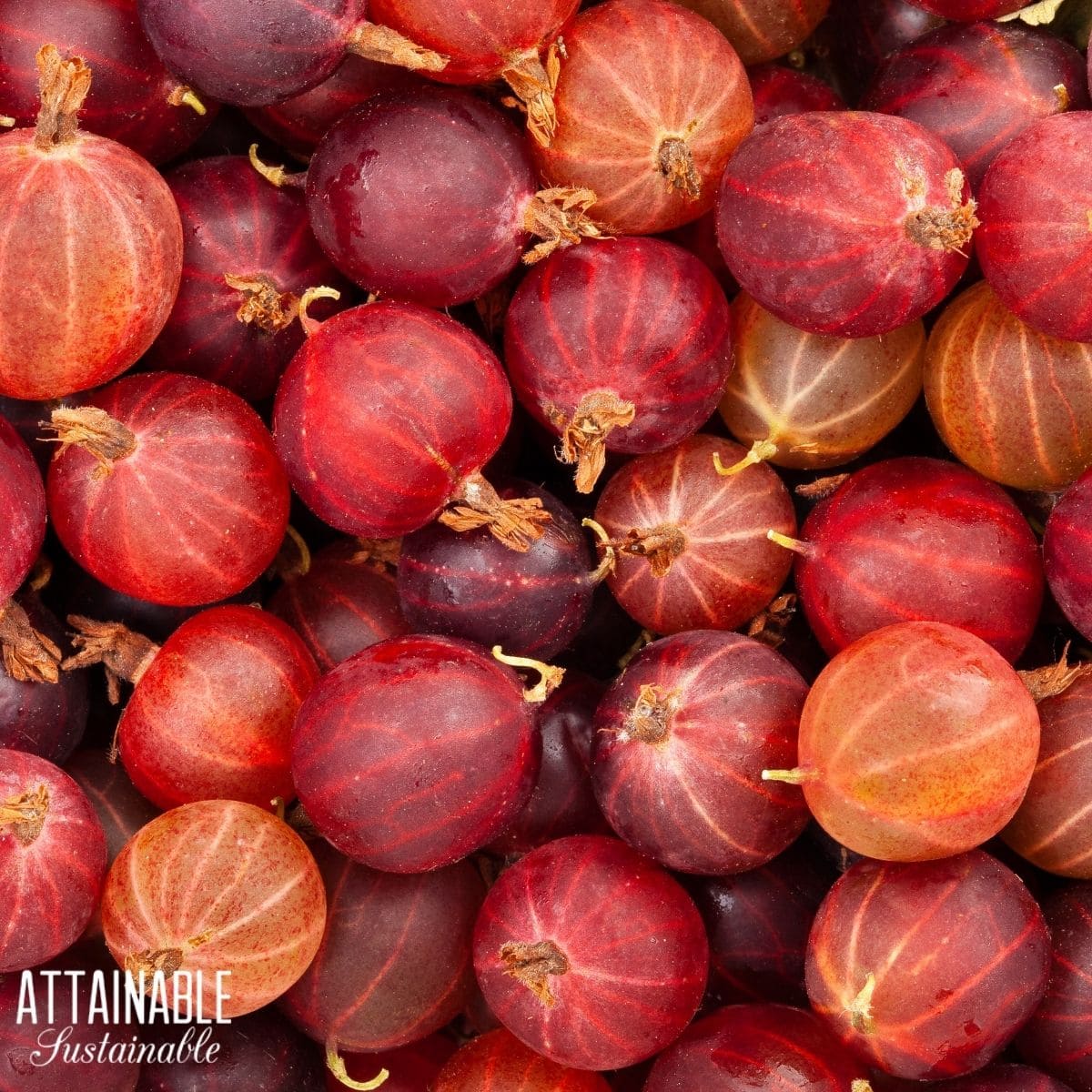 Close up of a pile of red gooseberries. 