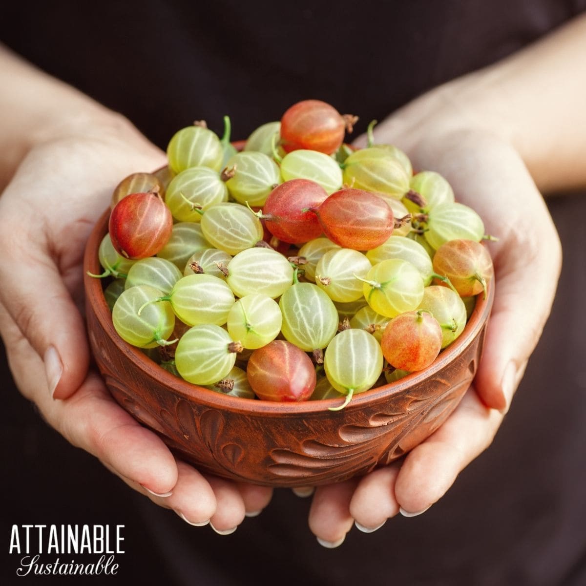 Hands holding a small wooden bowl filled with gooseberries. 