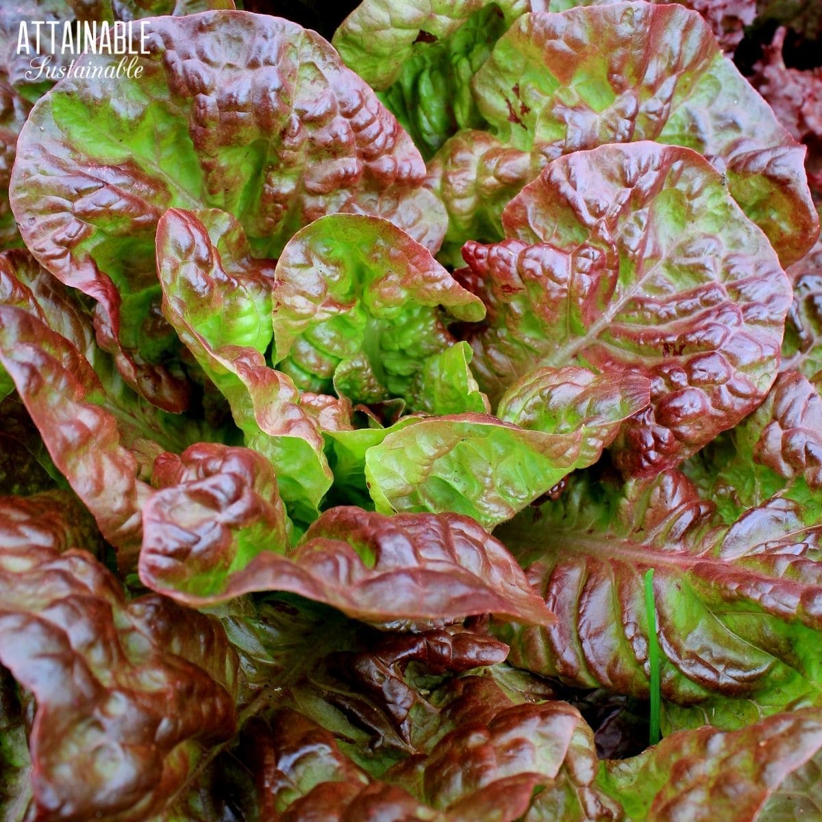 close up of red leaf lettuce.