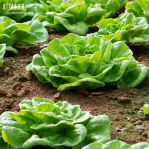 lettuce growing in the ground.