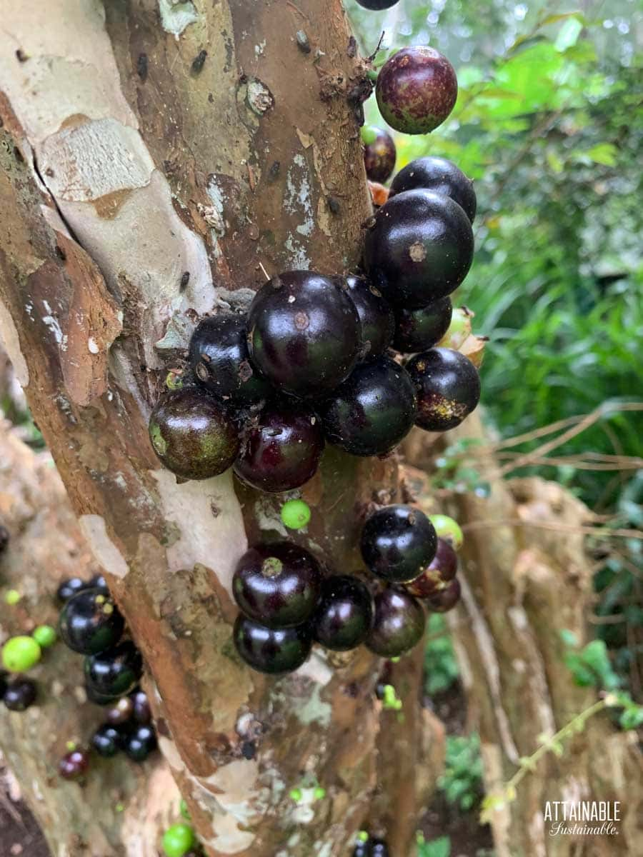 jaboticaba fruit growing on a tree.