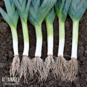 leeks with roots attached.