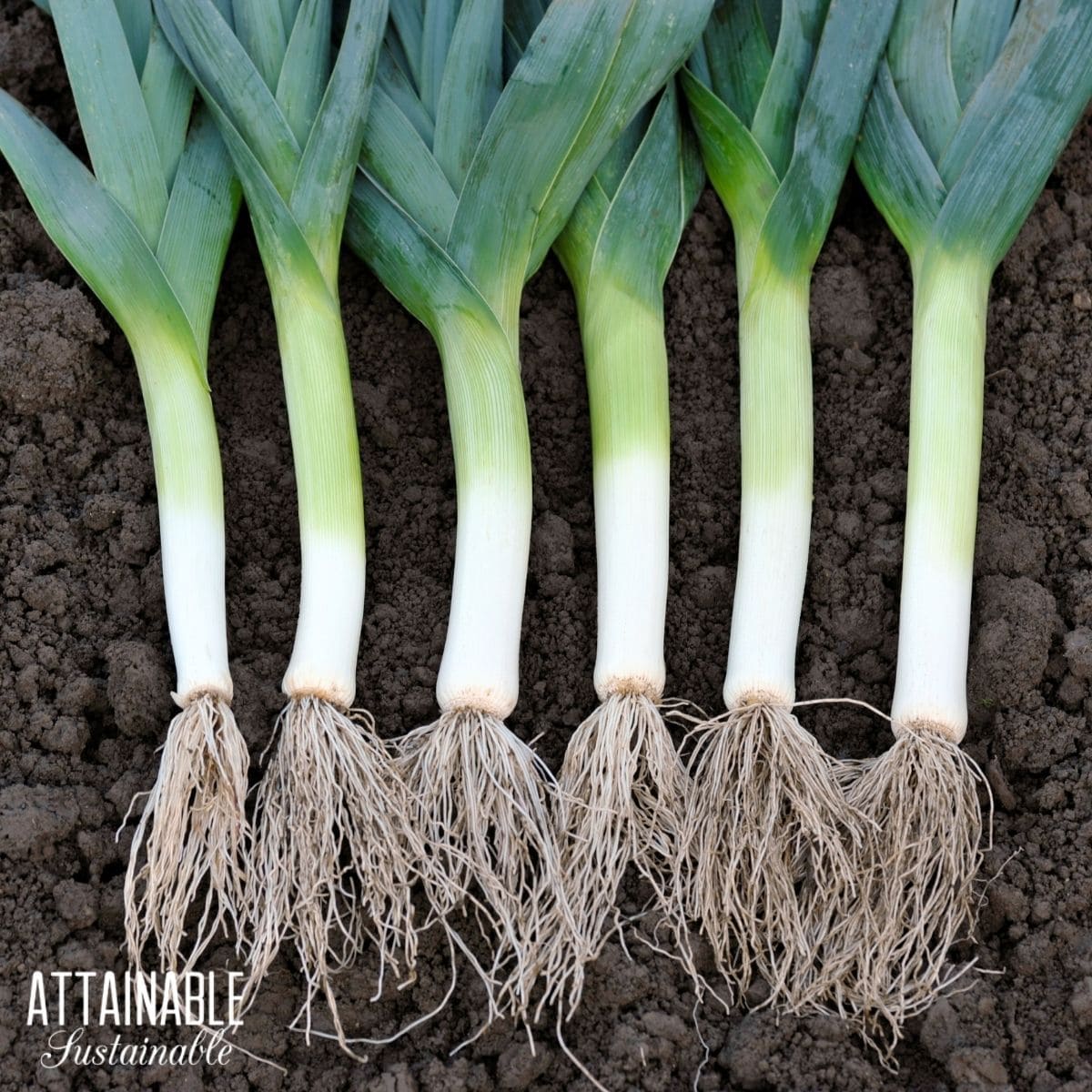 Harvested leeks with roots attached laying in a row in the dirt. 