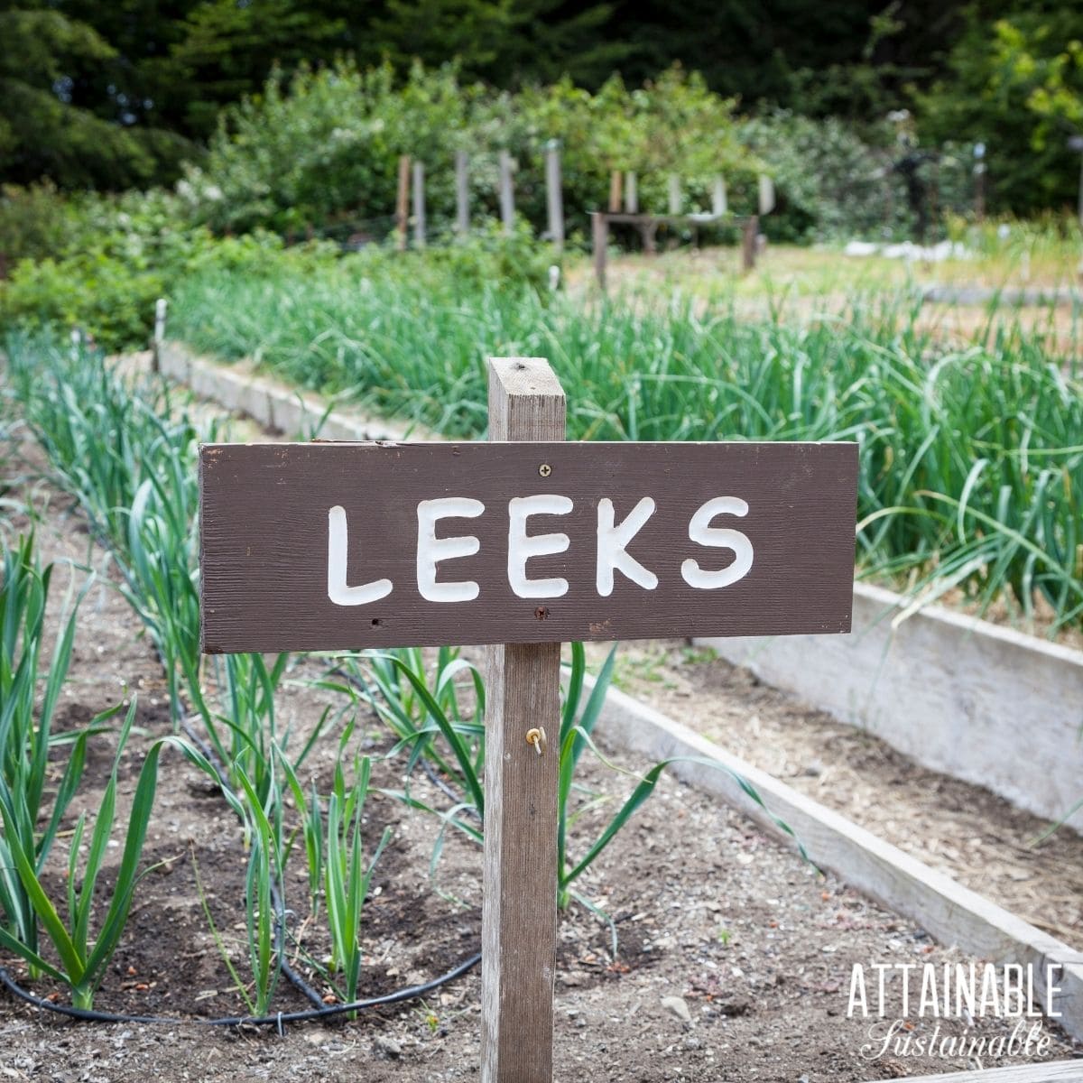 A garden bed with rows of leeks, and a sign that reads leeks. 