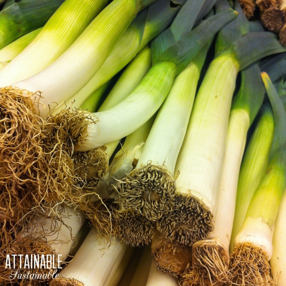 A pile of harvested leeks.