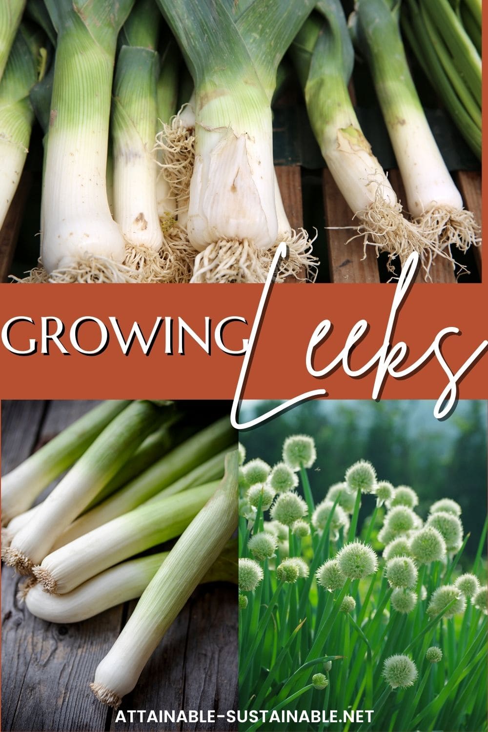 leeks in various stages, pulled from ground and flowering in the garden