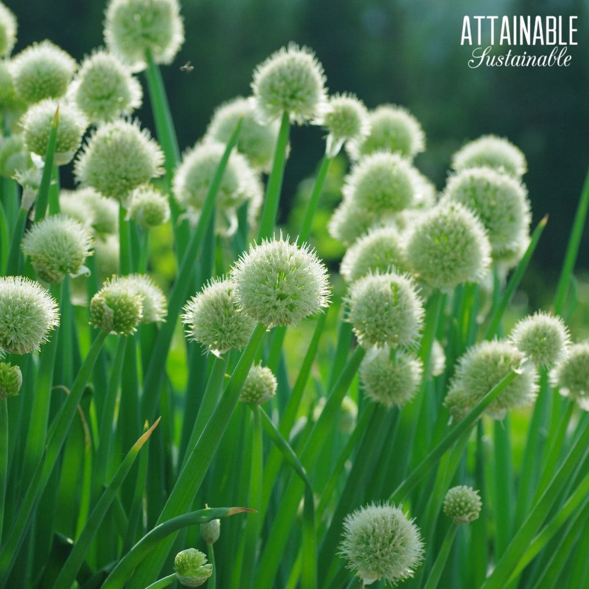 Leeks with white flowers that have gone to seed. 