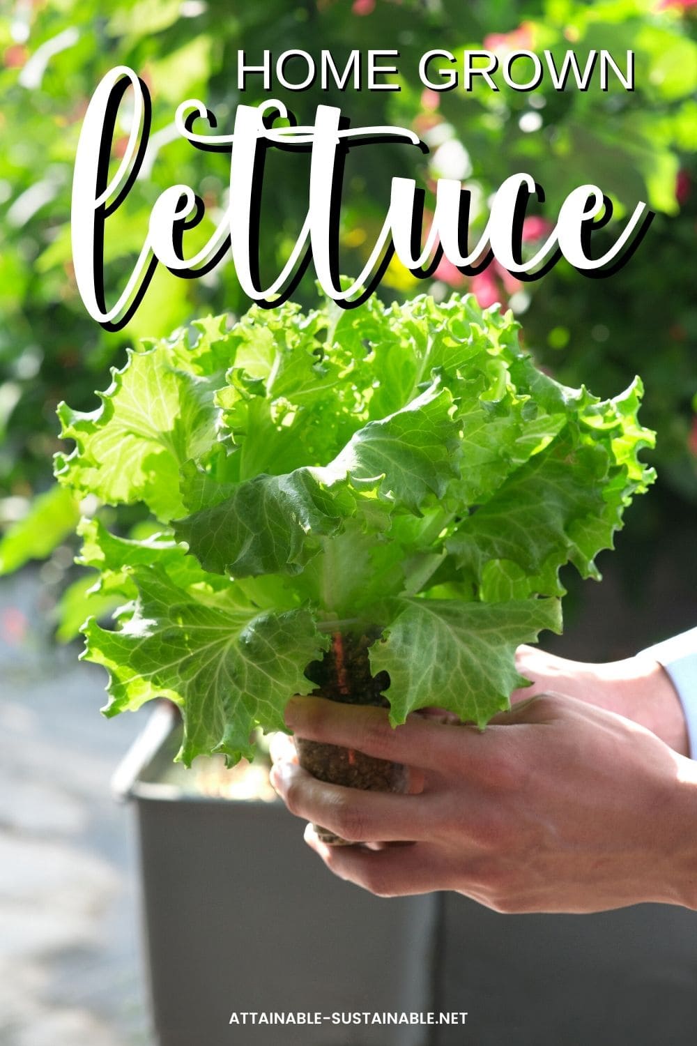 hand holding curly lettuce plant.