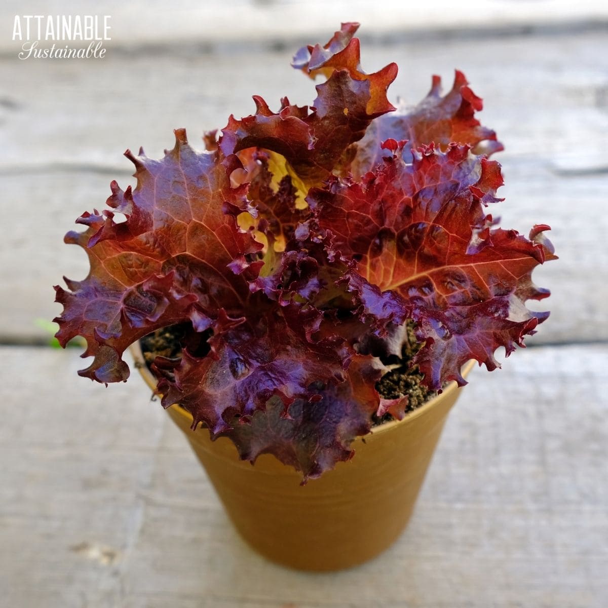 red lettuce growing in a container.