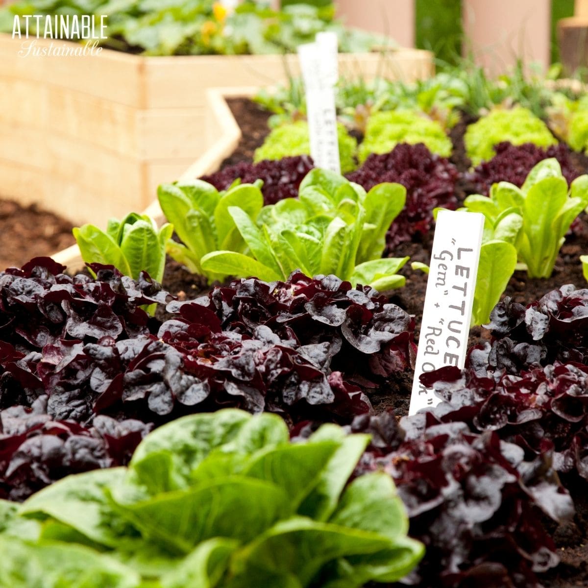 red and green lettuce growing in raised beds.