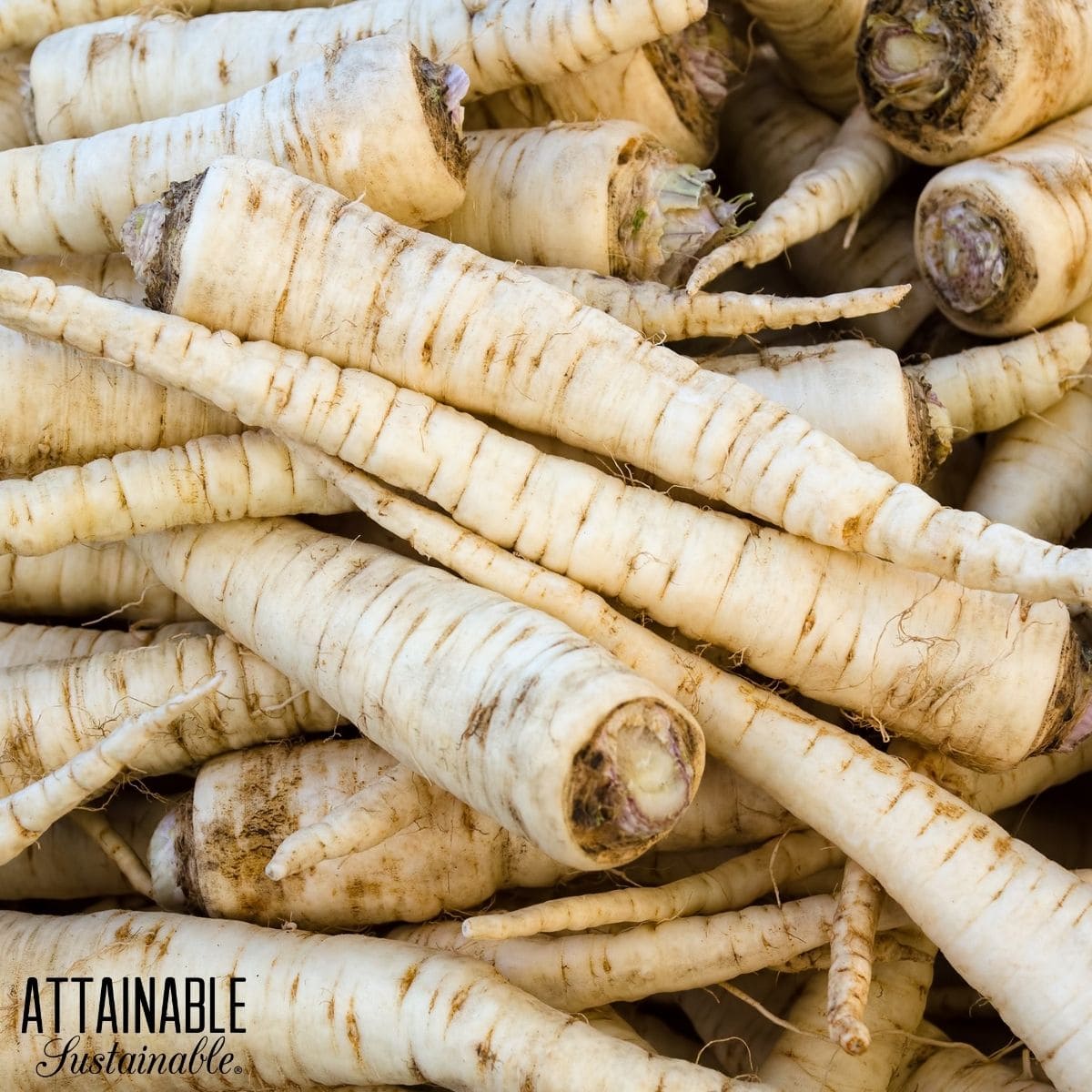 pile of parsnips.
