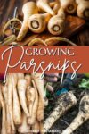 white parsnips freshly harvested.