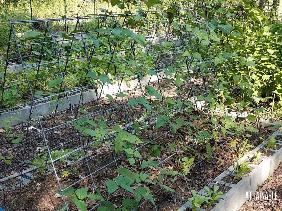 cattle panel trellis.