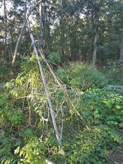 teepee style trellis.