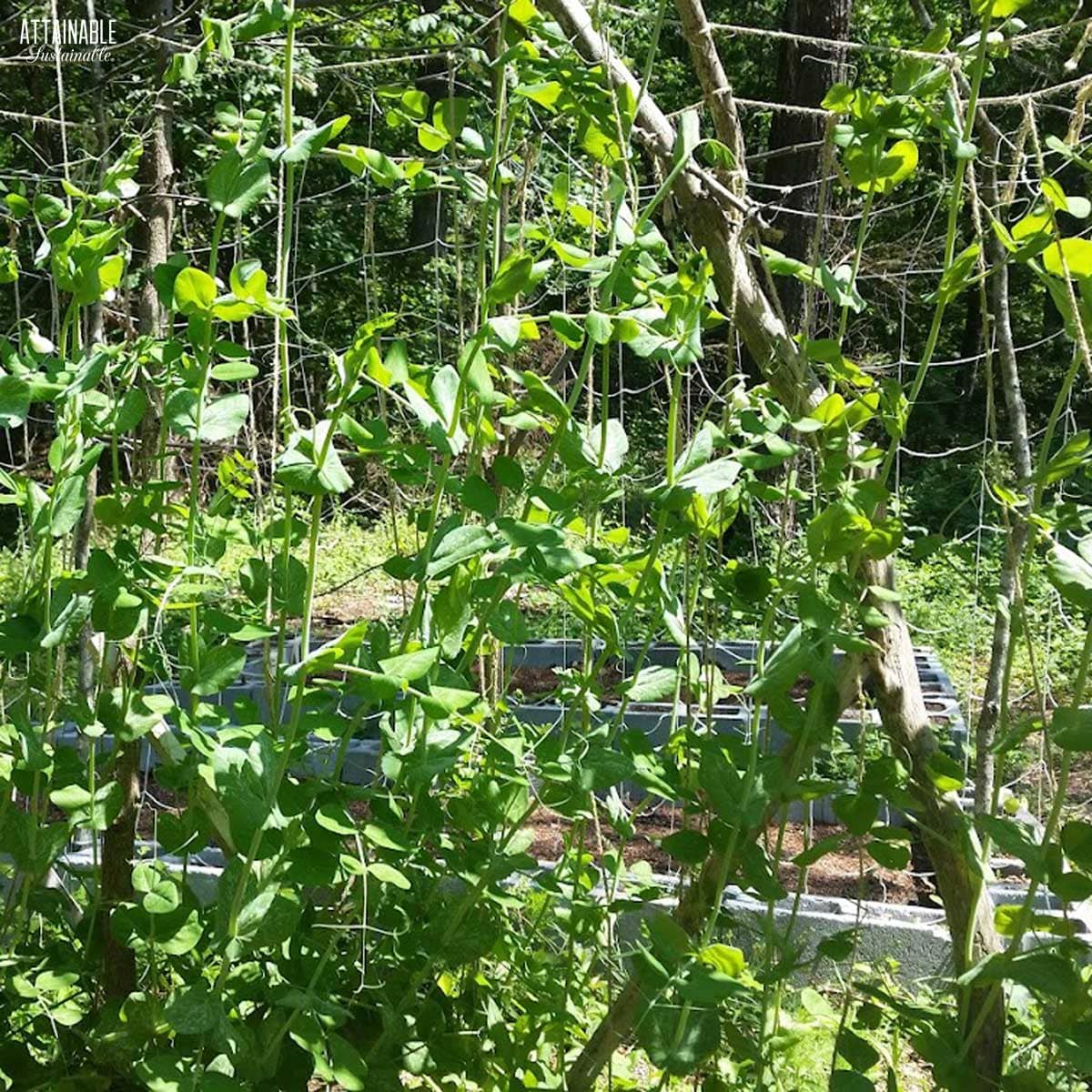 pea plants on a string trellis.
