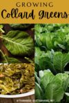 3 pictures of collard greens, with a top banner reading growing collard greens.