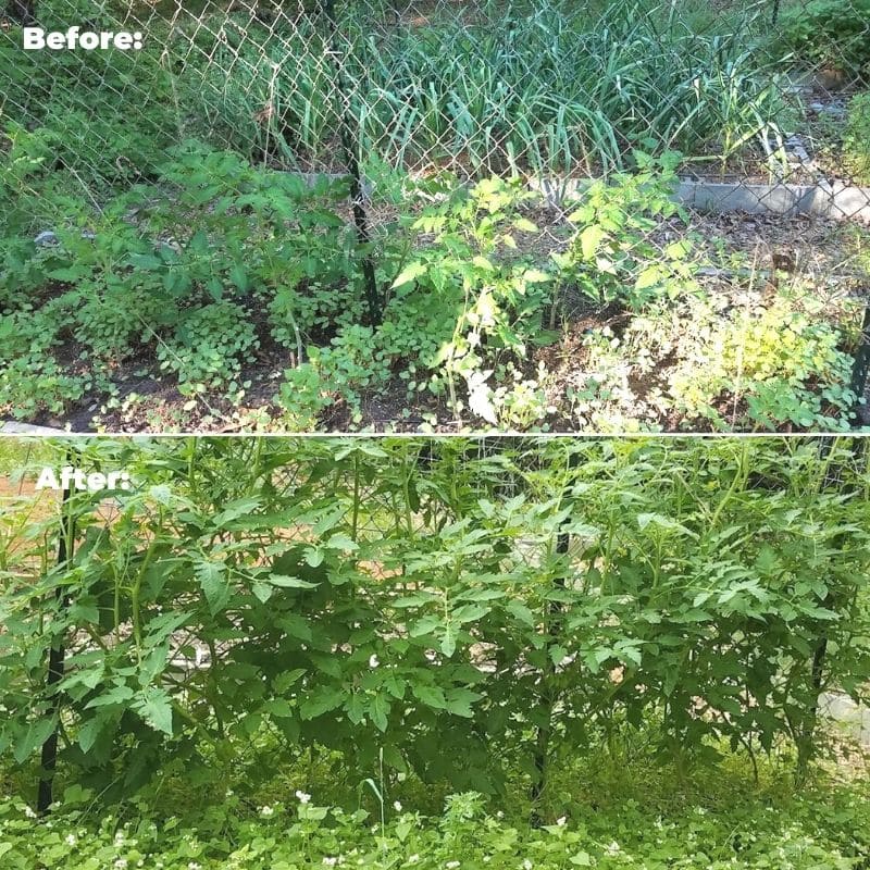 chain link tomato trellis.