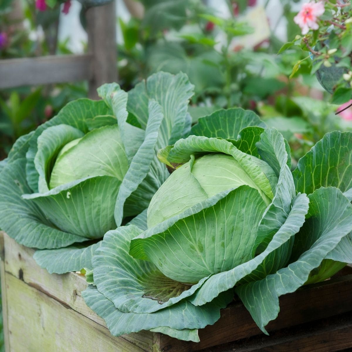 2 cabbages growing in the garden.