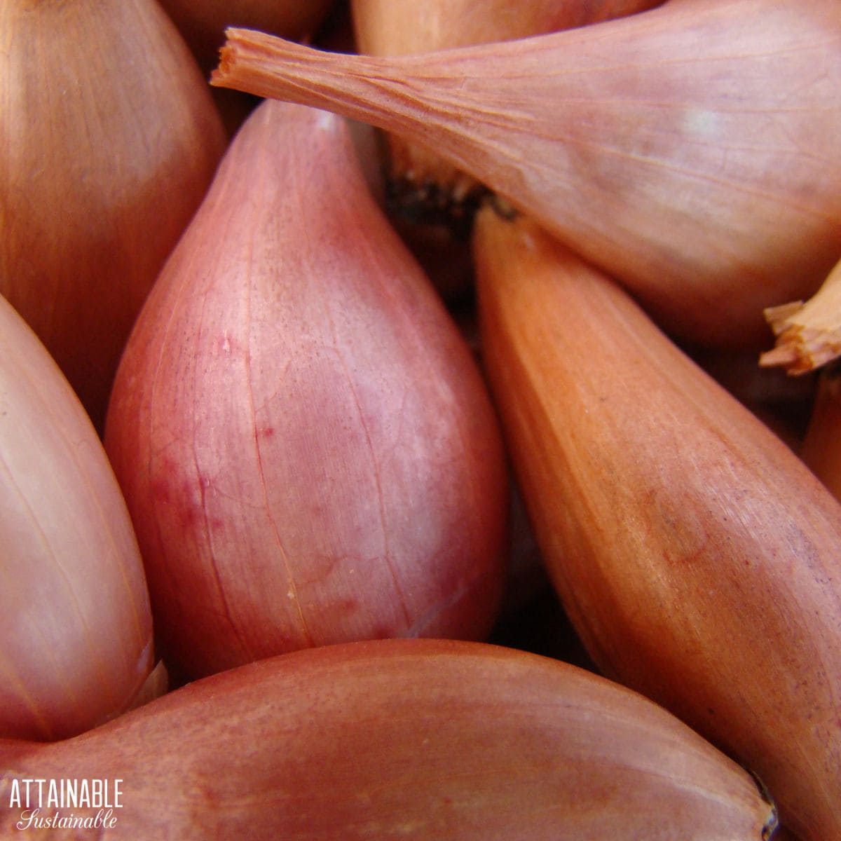 A close up of shallots with pink skin.