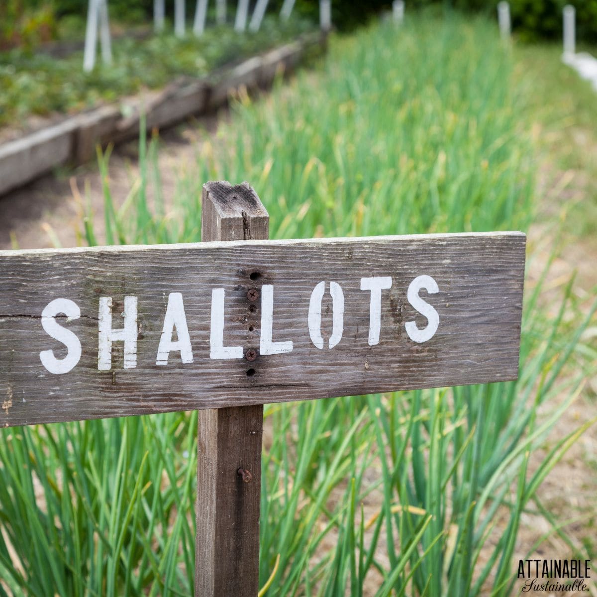 A sign reading "shallots" in front of a row of growing shallots. 