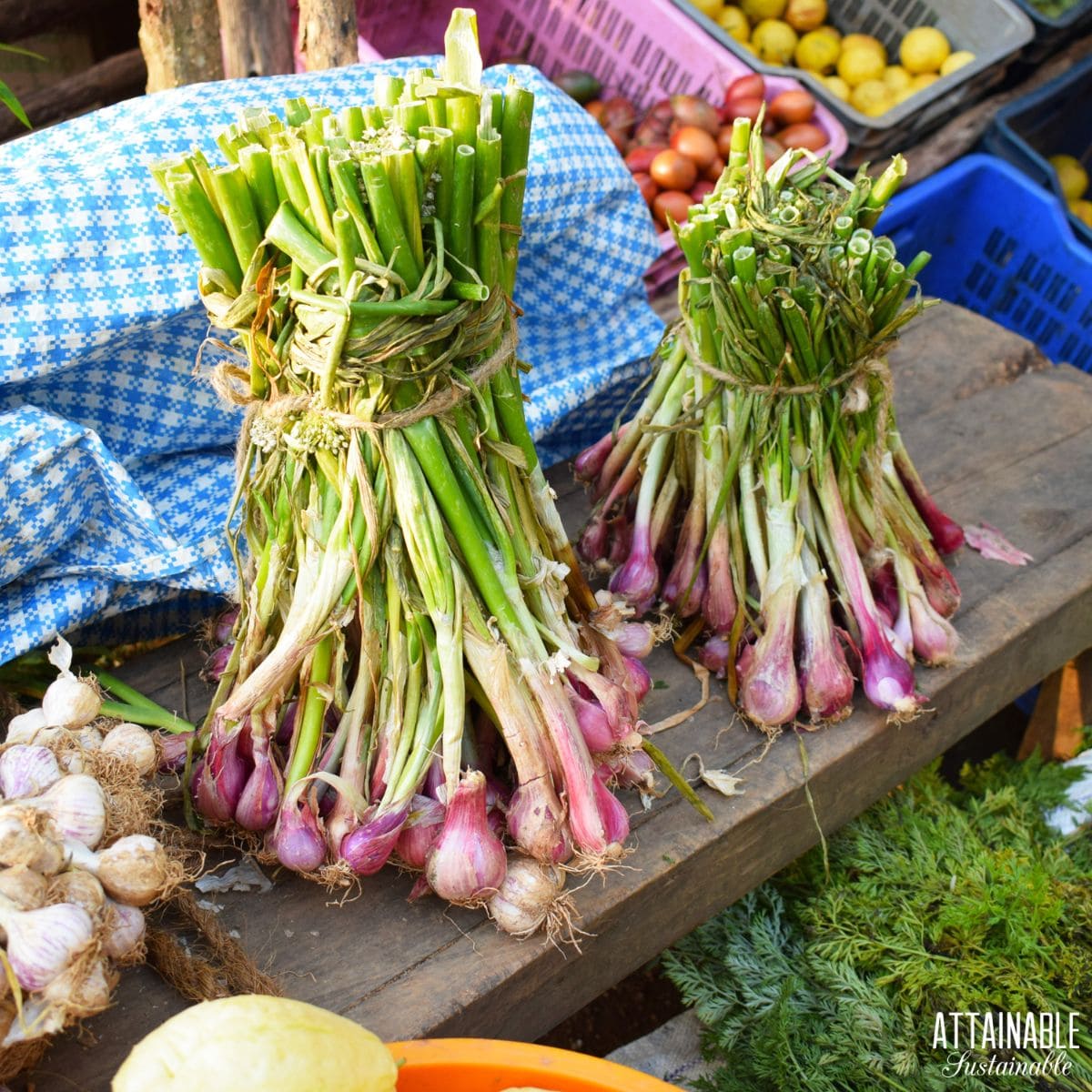 2 bunches of harvested shallots on a bench. 