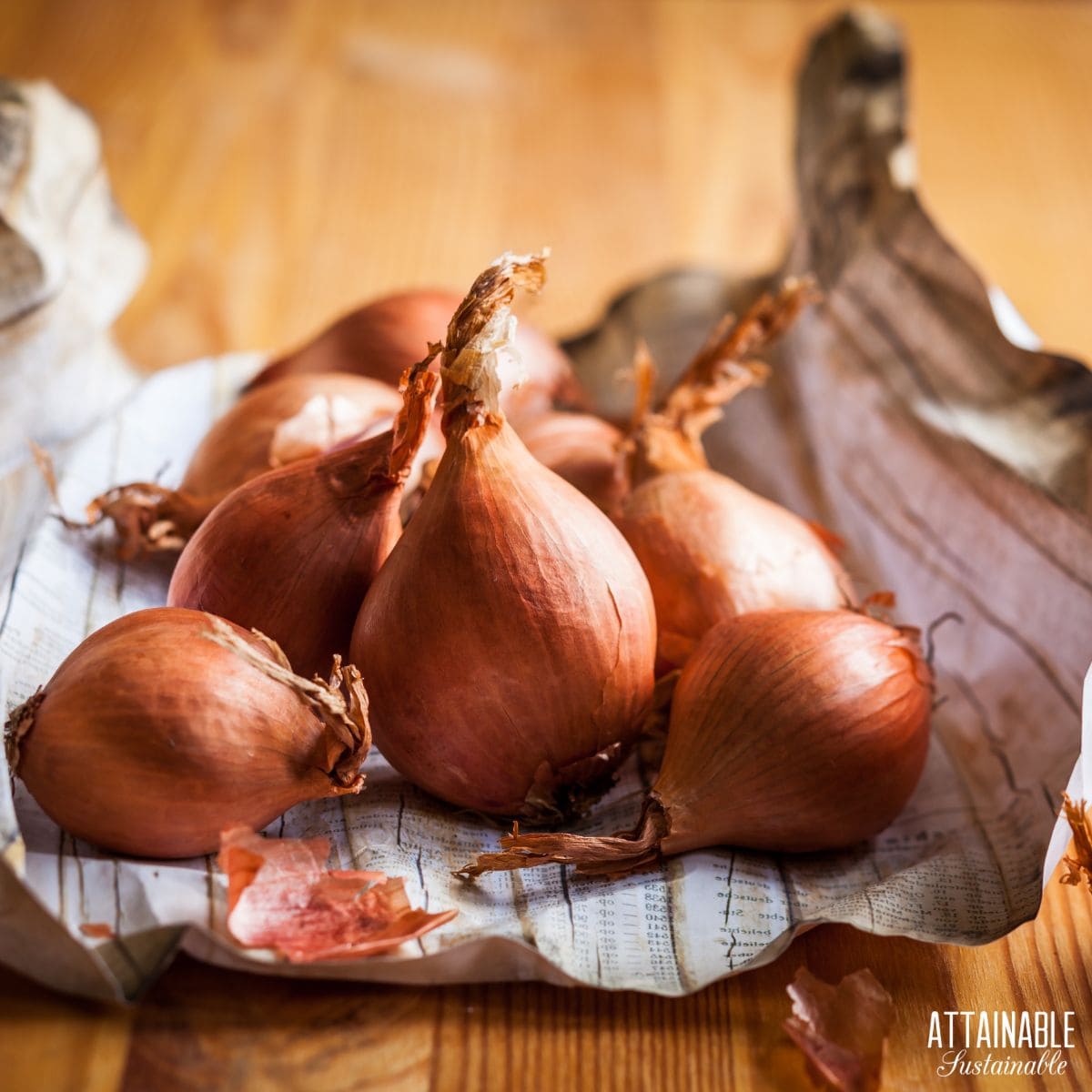 Shallots being unwrapped from paper. 