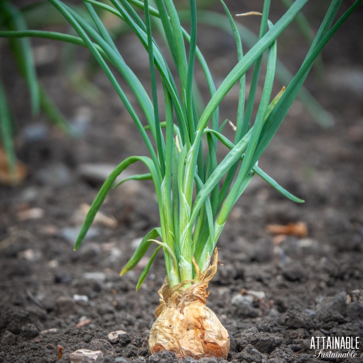 A shallot growing in the dirt with the top visible and the green shoots standing up. 