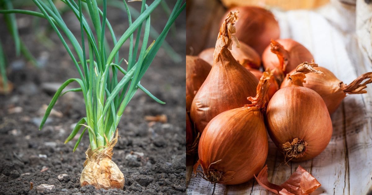 Growing Shallots for Gourmet Gardening Attainable Sustainable®