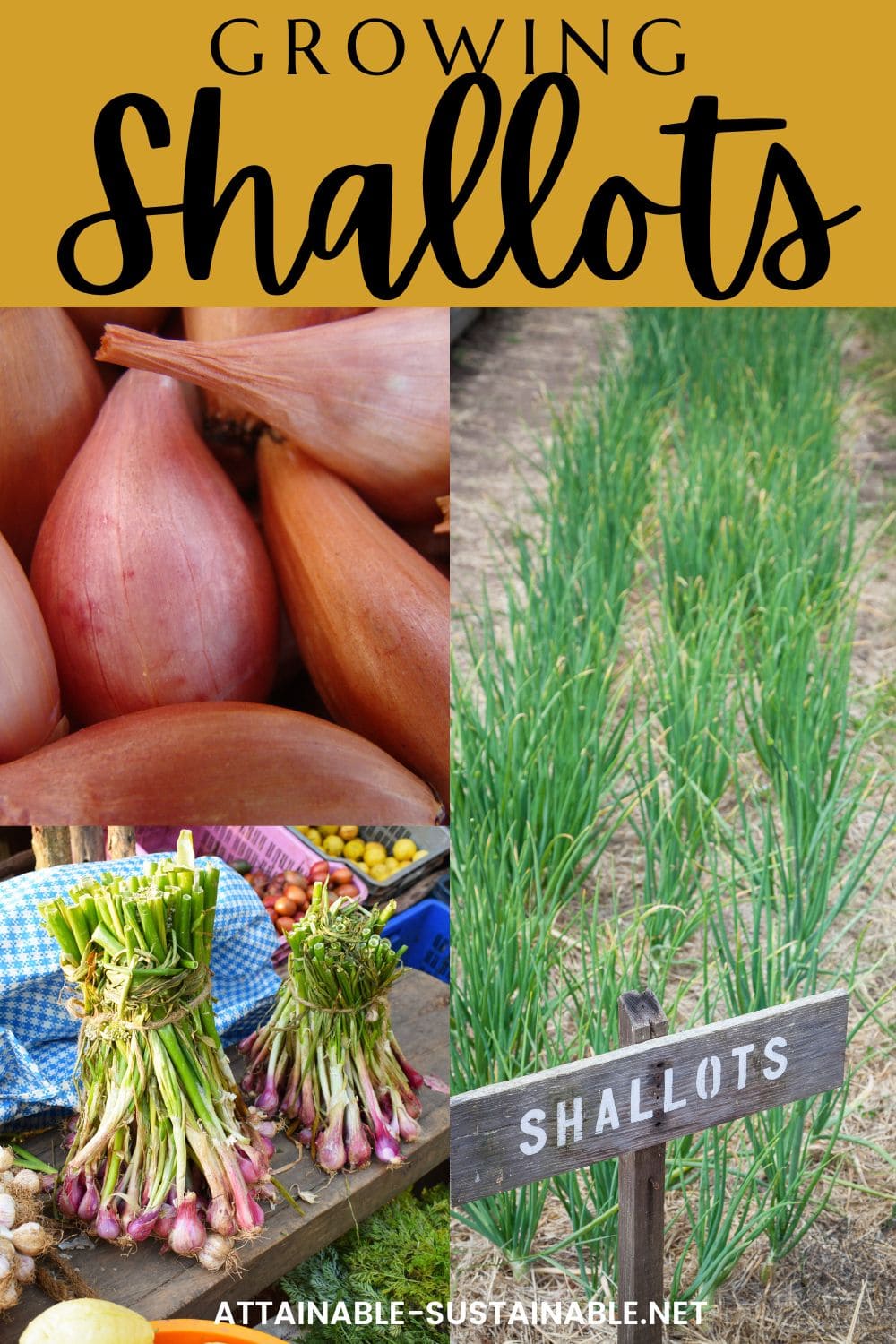 Growing shallots on top with pictures of shallots newly growing with a garden sign, 2 bunches of pink shallots, and a pile of shallots.