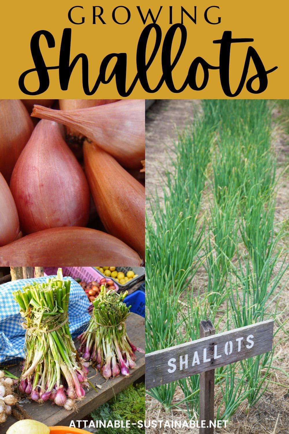 How to Plant and Grow Shallots