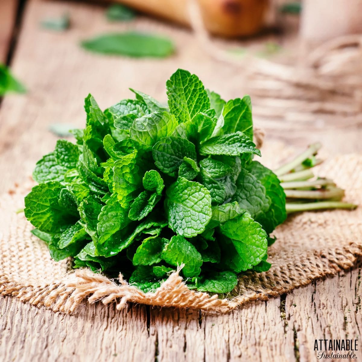 A bundle of mint on burlap.