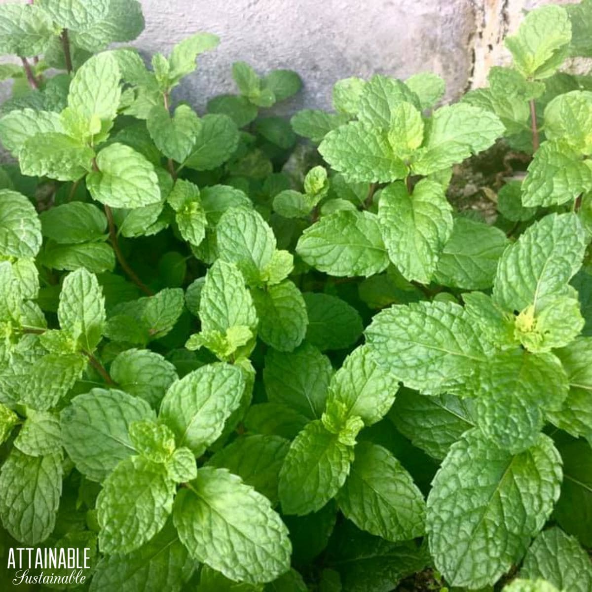 Mint growing.