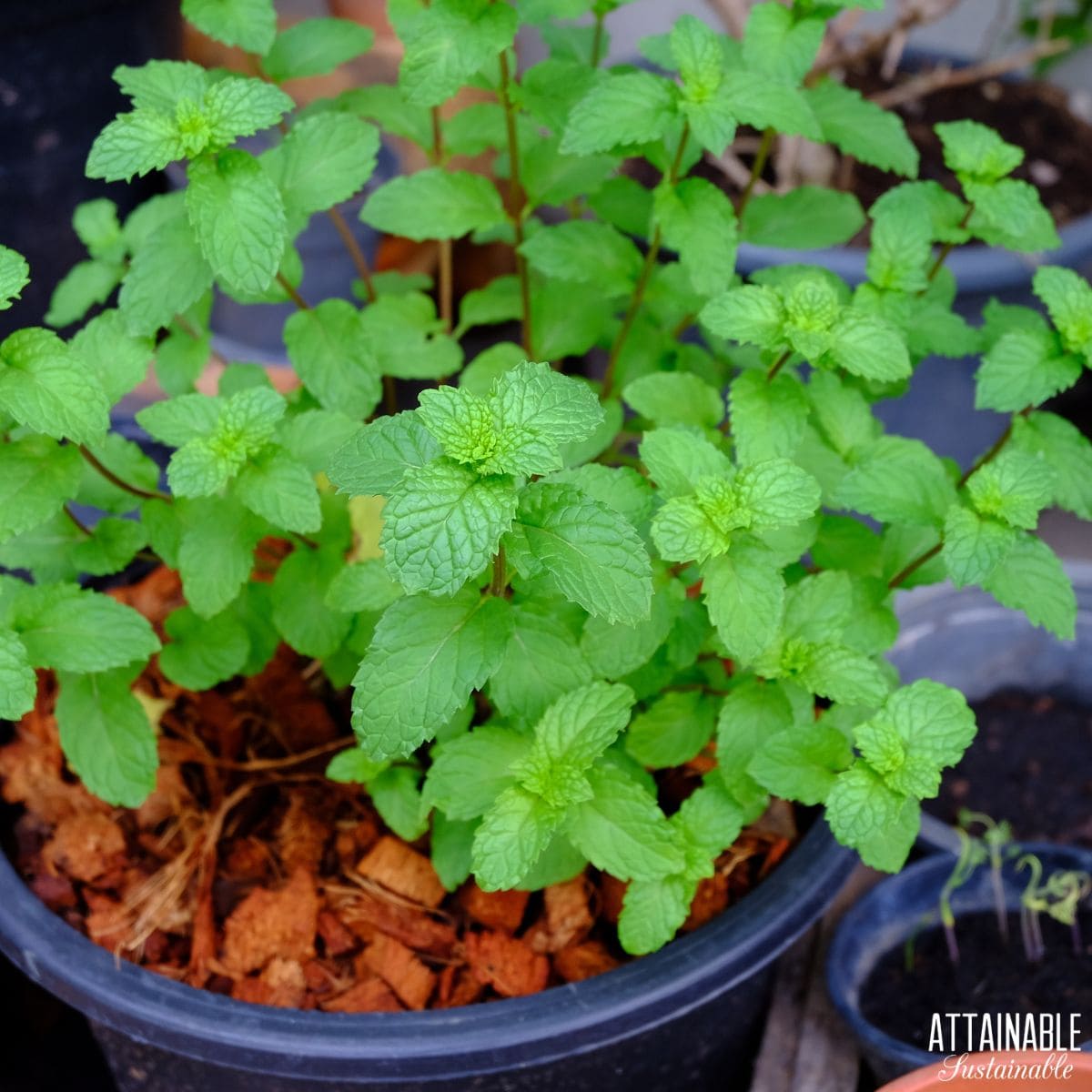 Mint growing in a pot.