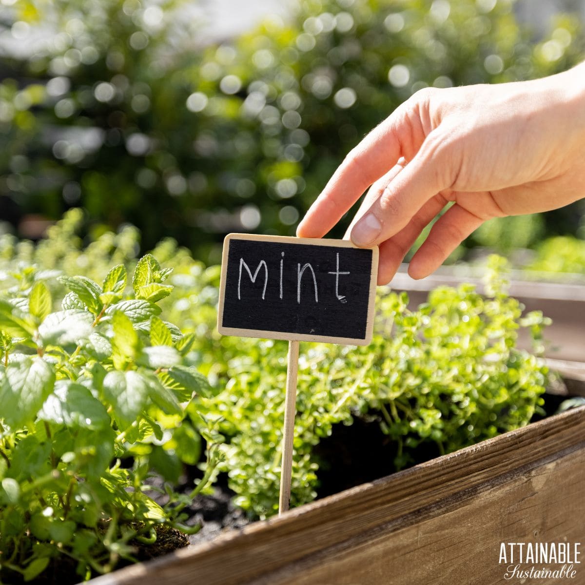 Mint growing in a garden bed.