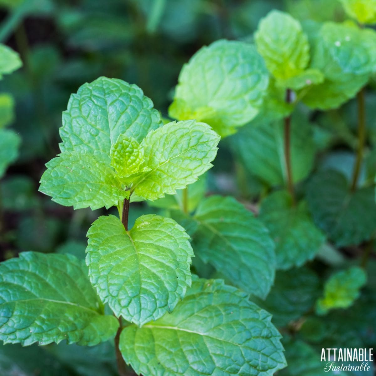 Mint growing.