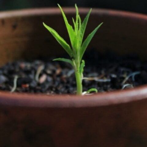 tiny nectarine tree in soil.