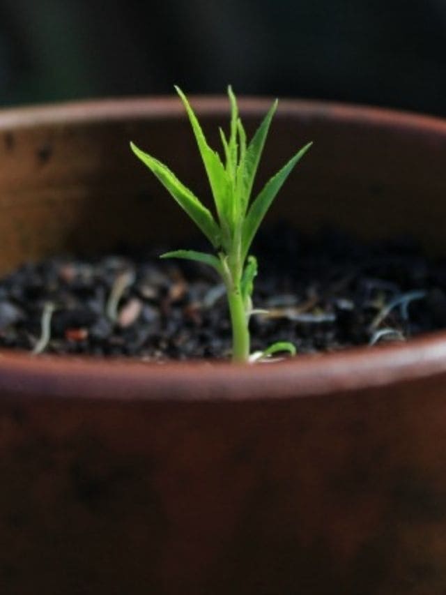 tiny nectarine tree in soil.