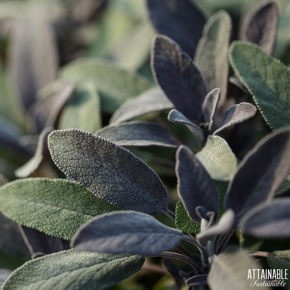 Sage growing.