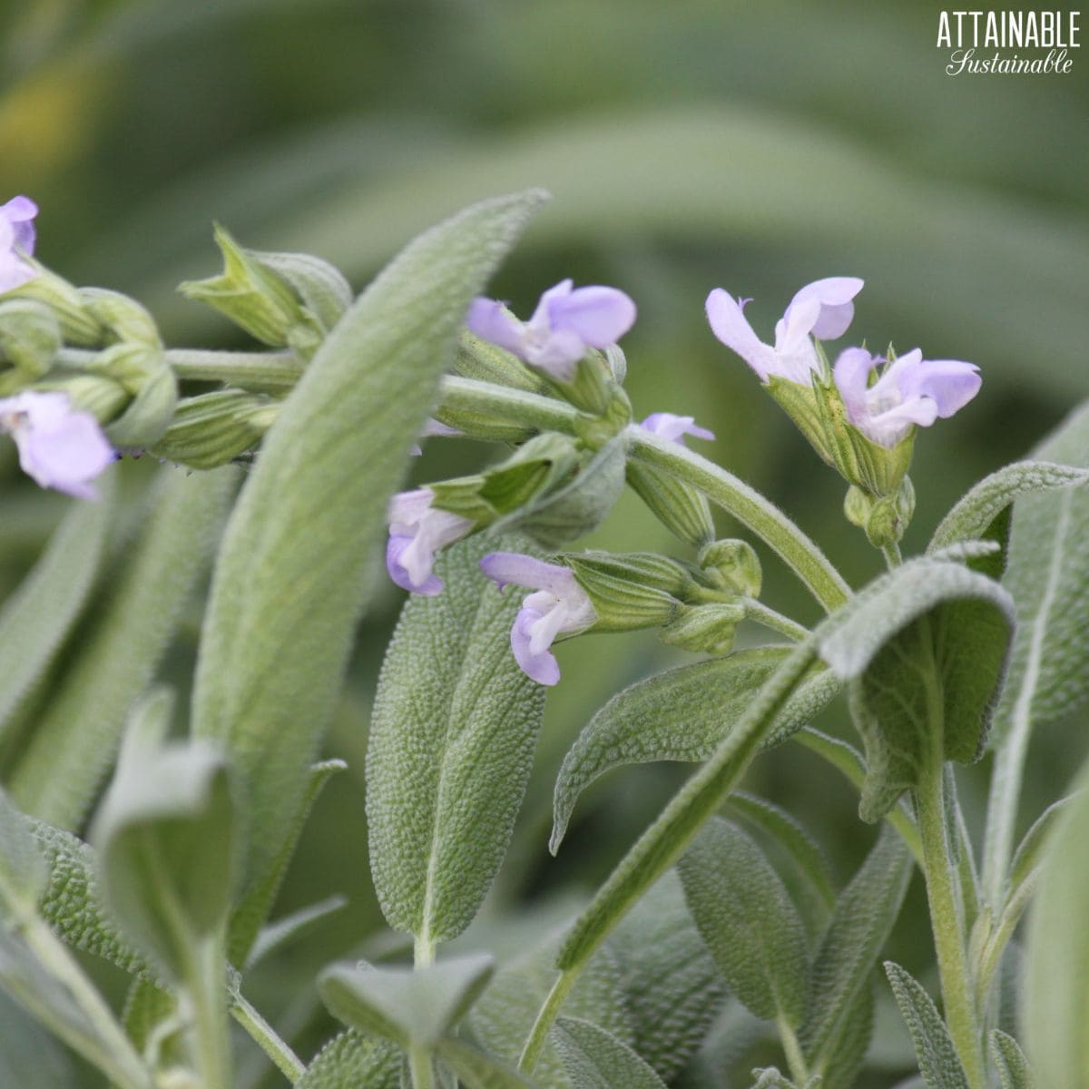 Sage with light purple flowers.