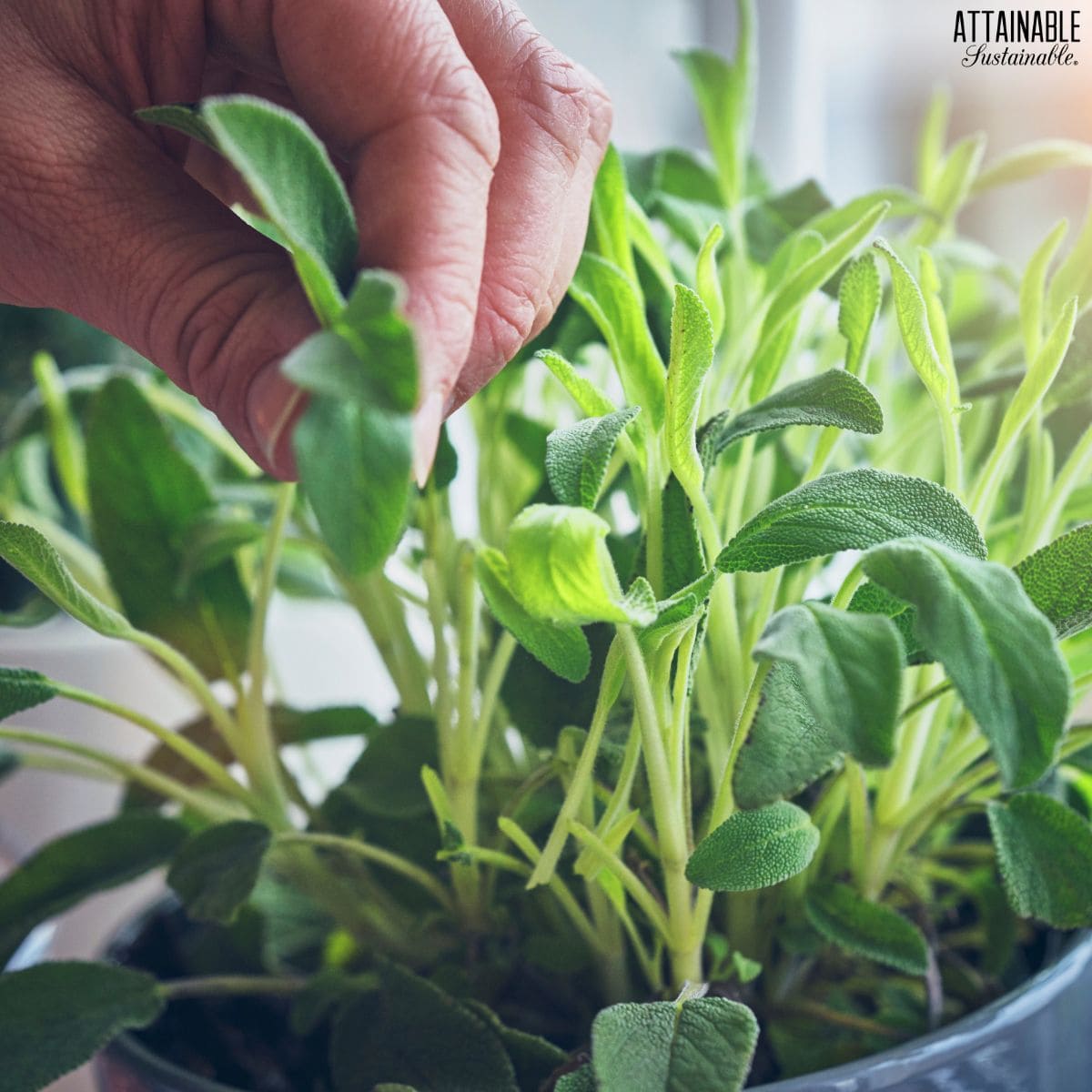 Sage leaves being picked by hand.