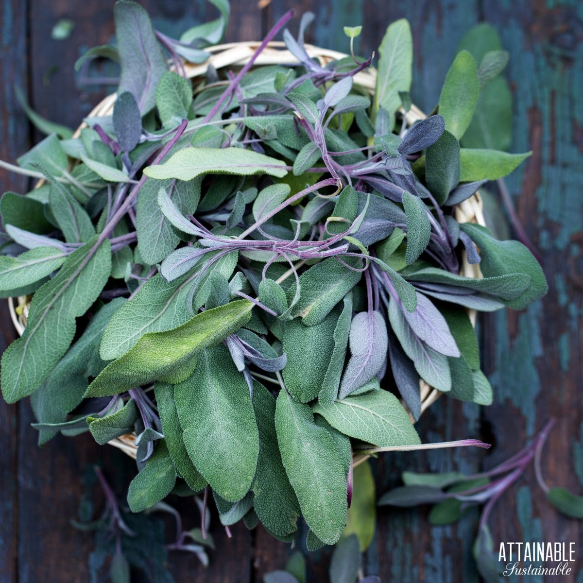 Sage harvested and in a bowl outside.